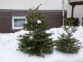 baum-0009